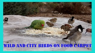 Wild and City Birds On Food Carpet #birds