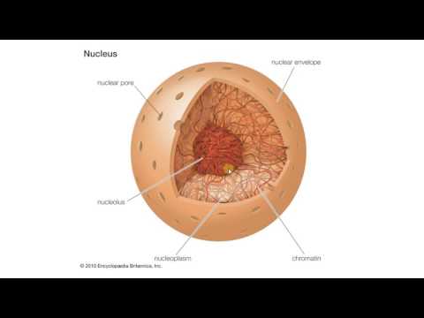 Биология в картинках:  Строение и функции ядра (Вып. 69)