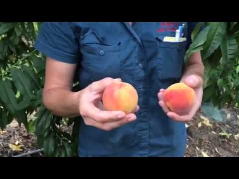 Video: Péče o broskvoň Tropi-Berta – Jak vypěstovat broskvoň Tropi-Berta