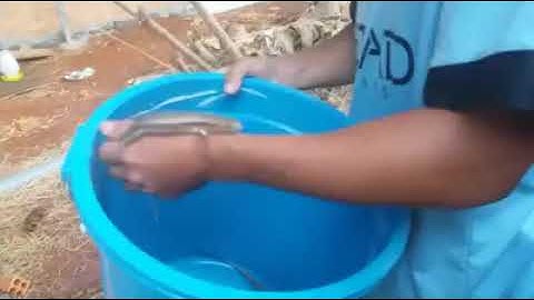 HƯỚNG DẪN CÁCH CÂU RẮN MỐI, HIỆU QUẢ MÀ ÍT TỐN KÉM