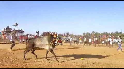 Pattai parai bull bull