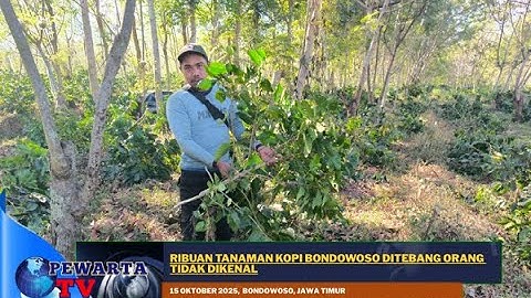 Ribuan Tanaman Kopi Bondowoso Ditebang Orang Tidak Dikenal