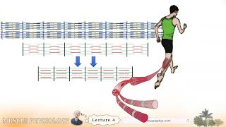 Muscle Physiology, Lecture 4: Skeletal Muscle Function
