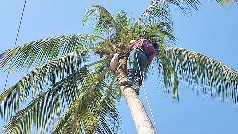 Cưa  cây  dừa  nghiêng  vào  nhà  ,Gần  dây điện, Cưa  cây  kỷ  thuật  cao