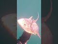 Fish on a Line