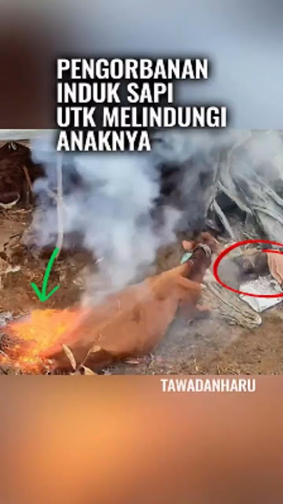 Api pun Tak Bisa Menghentikan Cinta Induk Sapi