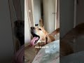 Subscribe and follow us for daily vlogs! #day74 #dailyshorts #goldenretriever #doglife #shortsfeed