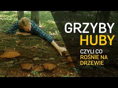 Grzyby nie huby - o Lesie #27