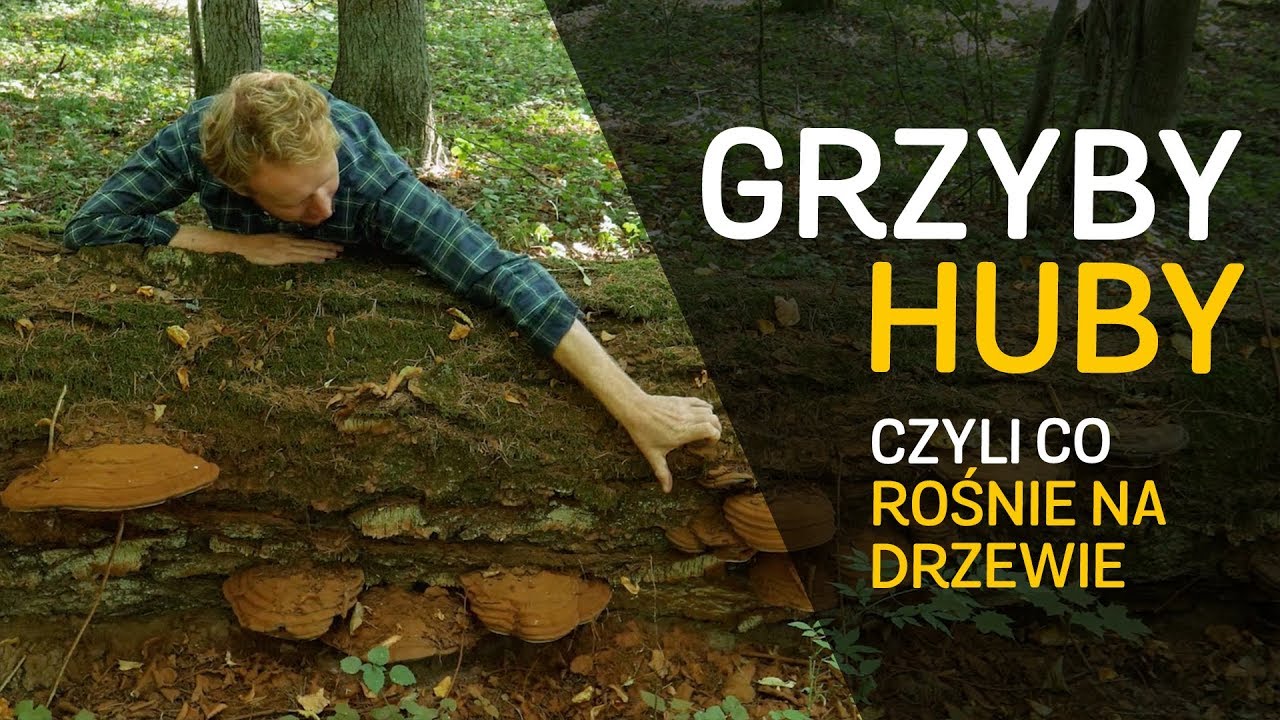 Grzyby nie huby - o Lesie #27