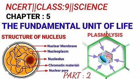 #NCERT||CLASS:9||SCIENCE#CHAPTER:5#THE FUNDAMENTAL UNIT OF LIFE||Part:2