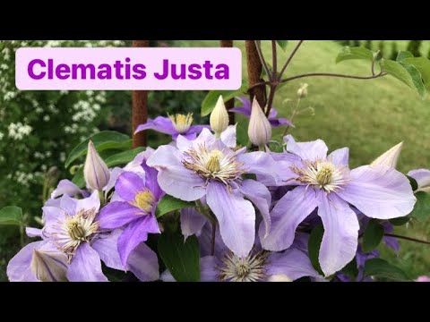 Клематис Джуста 🧨 и его компаньоны‼️ Clematis Justa