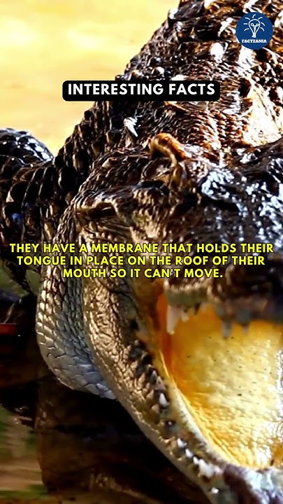 Interesting Facts About Crocodiles 🐊🐊 #facts #interestingfacts #