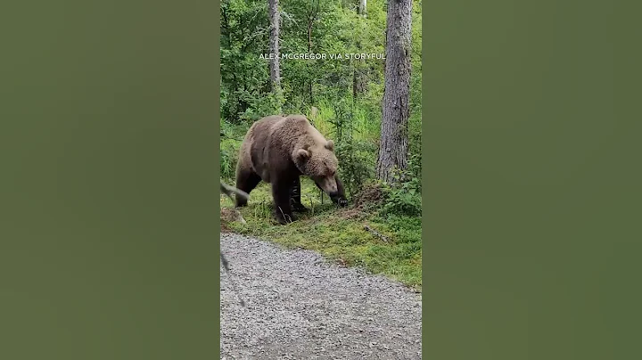 Hikers encounter bear in Alaska's Katmai National Park