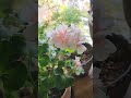 겨울을)보내는 제라늄
