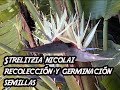 Strelitzia nicolai ,  Strelitzia augusta  recolección y germinación de la semilla