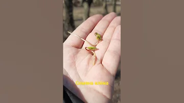 Как выглядят семена клёна?
