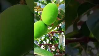 mango 🥭🥭🥭🥭🥭🥭🥭 Desi vilogs DAYOne
