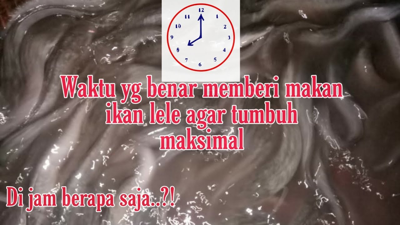 Jam pemberian pakan lele yang benar Hasil Dangdut 