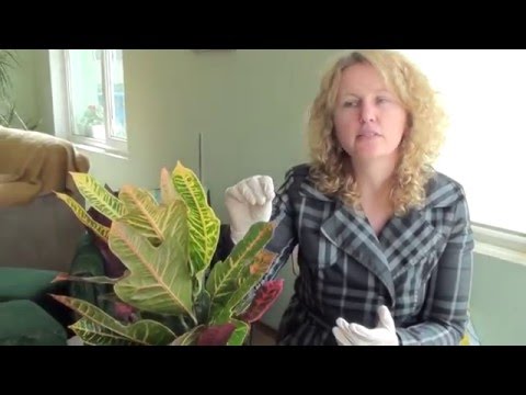 Видео: Отглеждане на Кротон: Грижа за стайно растение Кротон