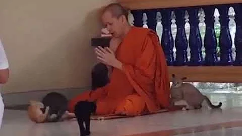 Buddhist Monk Prays Whilst Surrounded By Playful Kittens...will he keep a straight face? - DayDayNews