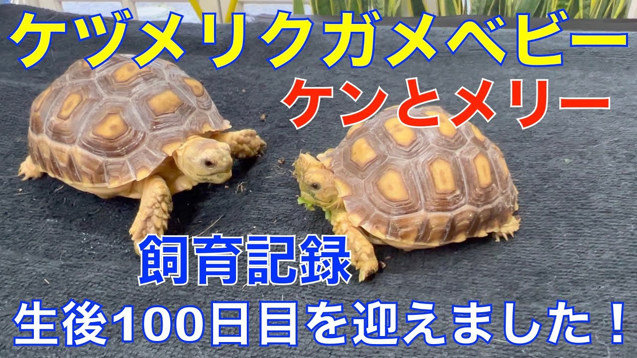 A record of raising domestically bred African spurred tortoise 