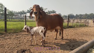 Again New born female calf in Gangotri Gir Gaushala Surat | 9081271242 | Gujarat Gir cows