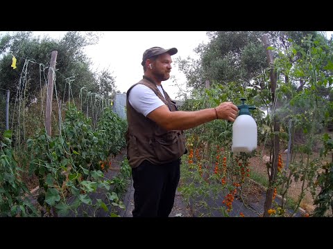 Video: Erinevus Loodusliku Ja Orgaanilise Vahel
