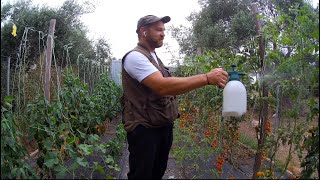 Controlling Tuta Absoluta and Other Pests and Diseases in the Garden using Organic Sprays!