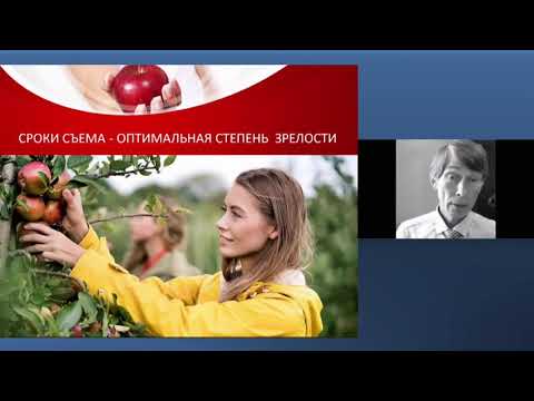 Видео: Требования к охлаждению груш – Минимальное количество часов охлаждения груш для набора фруктов