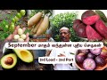 இன்னும் வந்துகிட்டே இருக்கு! Sep Part 2: What's Inside Our New Plant Load?🤯Greenland Nursery Restock