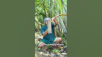 How Nipa Palm Sap is Collected? #shorts #youtubeshorts