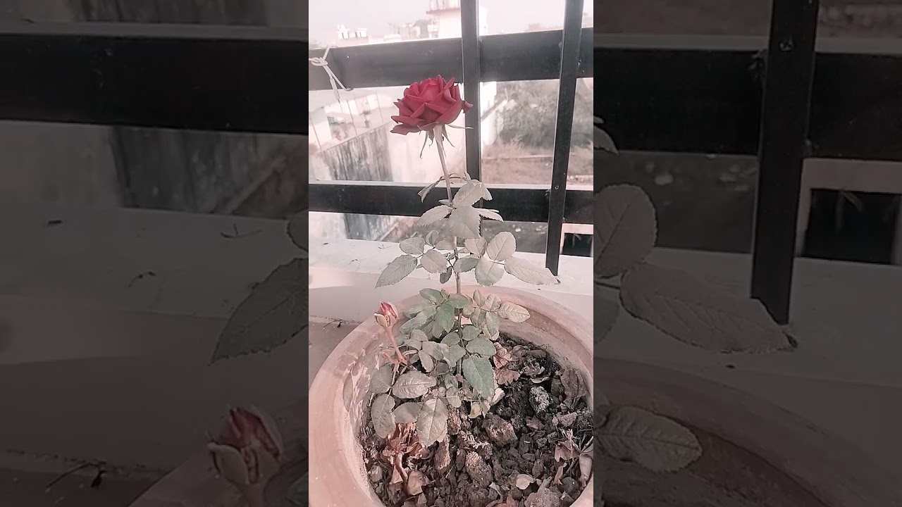 Rose Care Routine 🌹 Healthy Soil Beautiful Flowers l Rose Gudai + Khaad