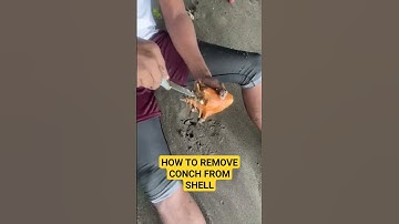 How To Remove Conch From Its Shell #conch