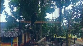 Awalan Bunyi Lovebird Sardot 🔥PERHATIKAN🔥🔥