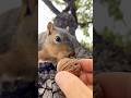 SqUber Eats special delivery for Squirrel Momma Chubby #animals #slowed #wildlife #photography #live