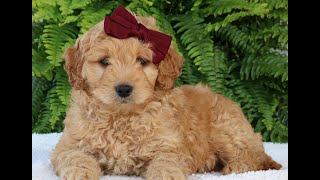 Mini Goldendoodle Puppies for Sale by Infinity Pups 34 views 6 days ago 1 minute, 12 seconds