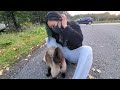 北海道、すごく猫っぽいタヌキ