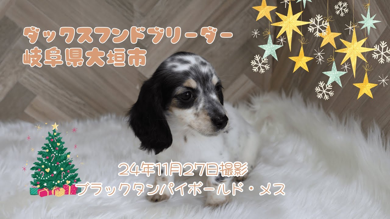 ミニチュアダックスフンド(ロング)【愛知県・女の子・2024年10月1日