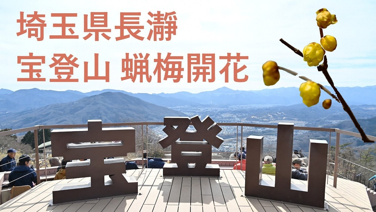 埼玉県長瀞 宝登山蝋梅開花 2026/02/20