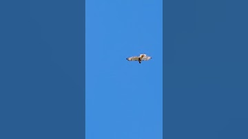 Red Tailed Hawks Soaring & Hunting while I Record EDC Videos #zen