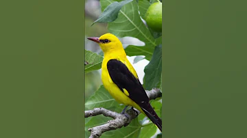 أفضل صوت لصيد الصفري صوت مجر ب وفع ال Golden Oriol Call Sound 