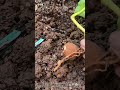 The Most SATISFYING Sweet Potato Planting! 🌱🍠 #shorts #gardening #asmr