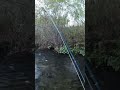 Quick and Easy Bow Cast Catches a Brown