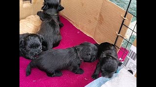 Maltese - Shih Tzu Puppies started walking at 3weeks #malshi