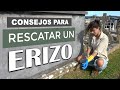 CONSEJOS PARA RESCATAR UN ERIZO 🦔🦔 (& Asociación ERISOS.ORG)