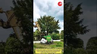 Smooth Transplant Of Taxus Baccata Tree 🌳🚜