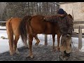 Working With A Sassy Horse - This Farrier Does A Pretty Good Job IMO