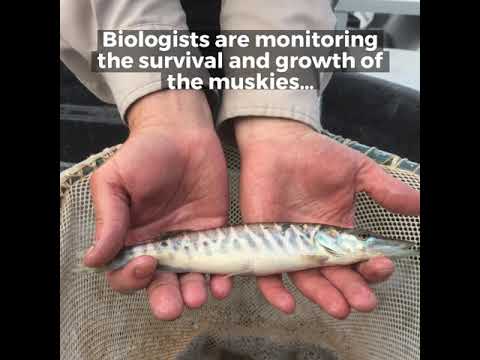 High-elevation Tiger Muskie