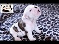 Cutest Puppies Howling Compilation NEW 2017