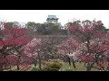 大阪城公園の梅の花 Plum Blossoms in Osaka Castle Park (Osaka, Japan) (2023)